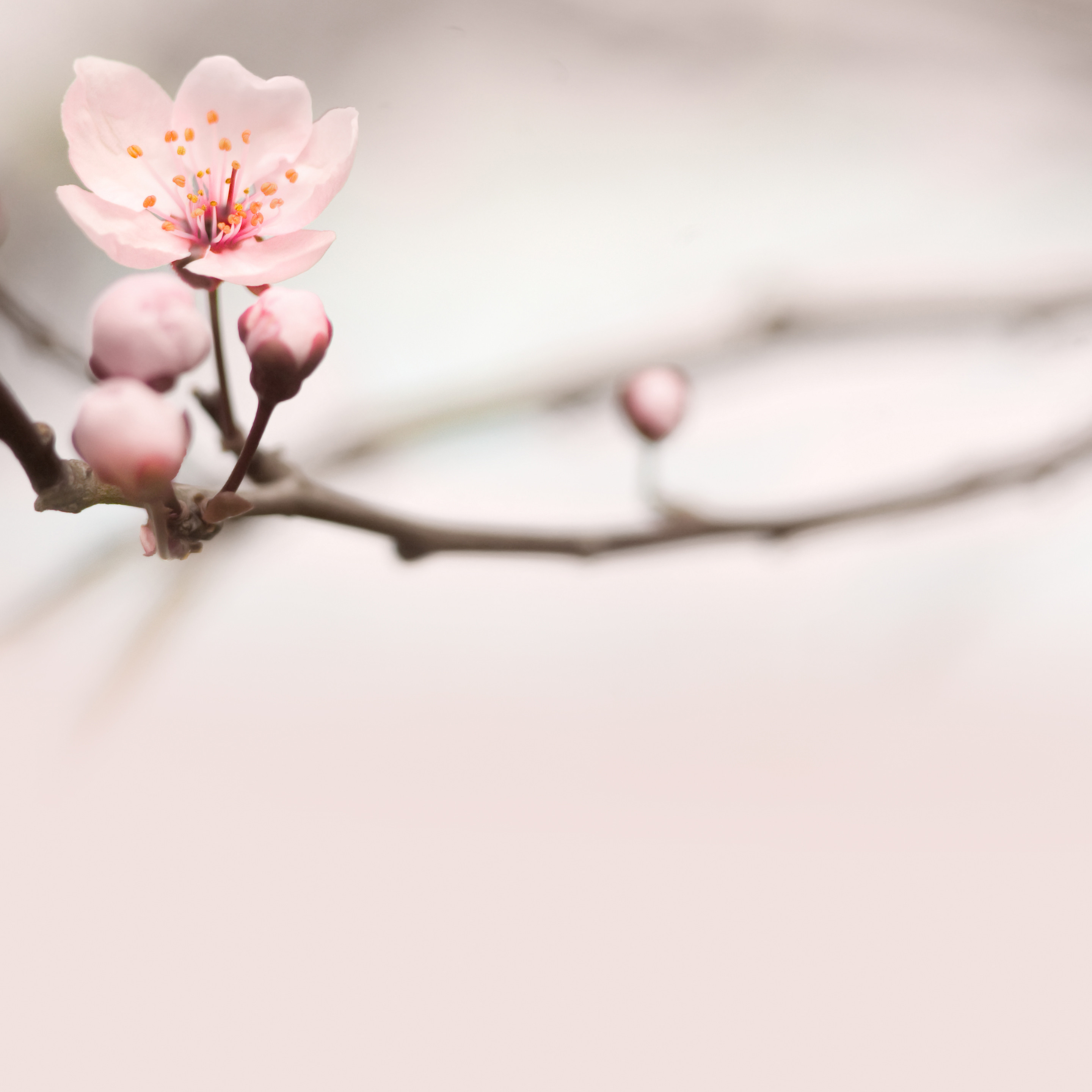 Curso Profissional II  Intuitivo 26/27